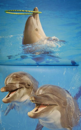 Дельфины. Книги-постеры фото 2