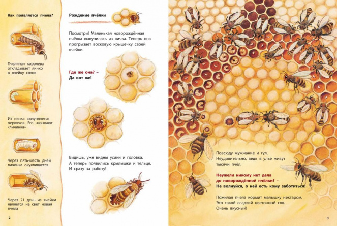 Как живёт пчёлка. Познавательные истории фото 2