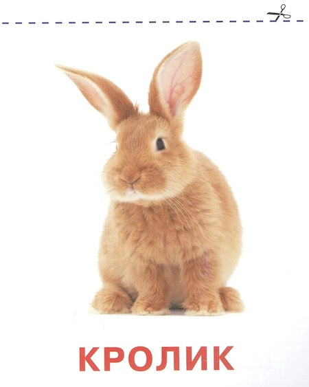 Домашние животные. Карточки для малышей. Запуск речи фото 3