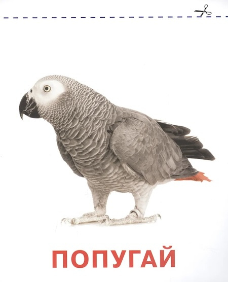 Домашние животные. Карточки для малышей. Запуск речи фото 2