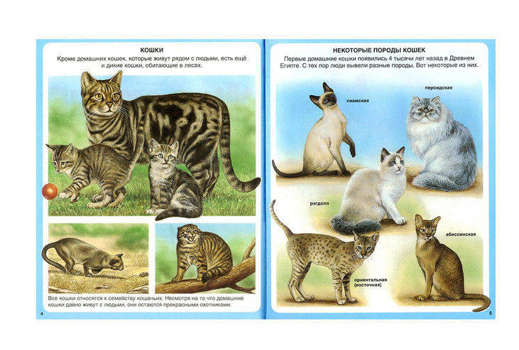 Твоя первая энциклопедия. Животные фото 3