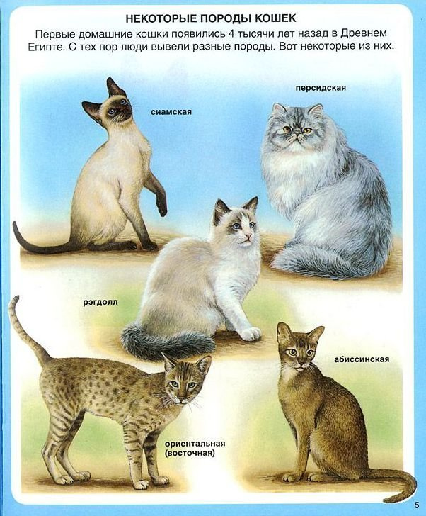 Твоя первая энциклопедия. Животные фото 2